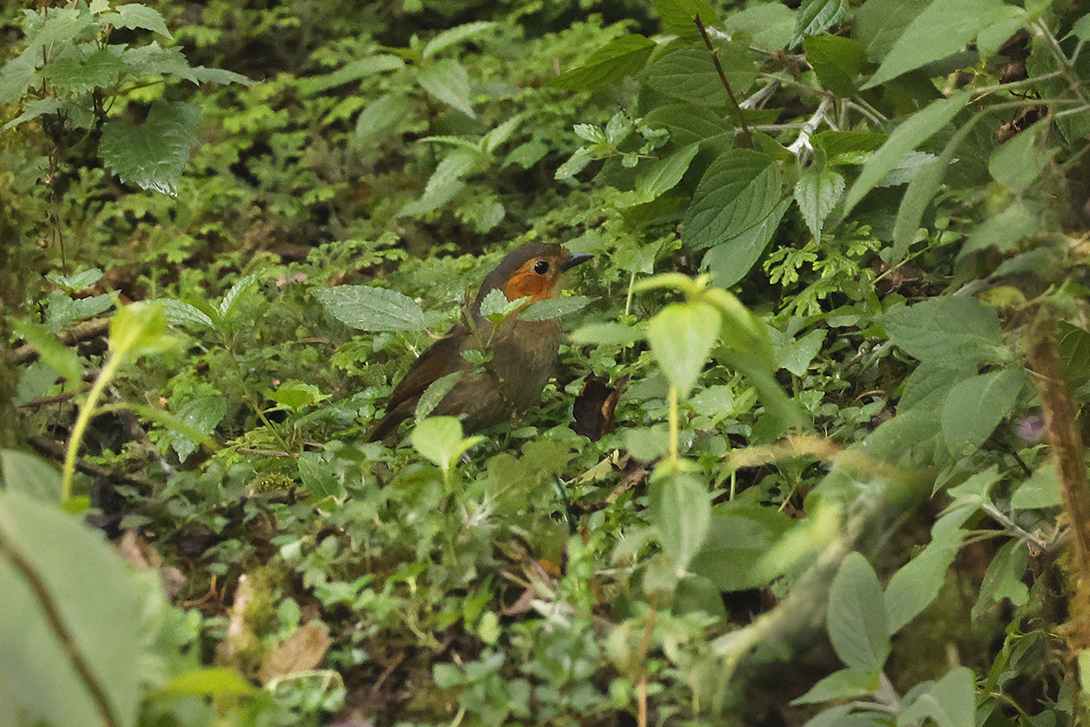 John Kormendy Birding Trip to Bolivia September 2 23 2022