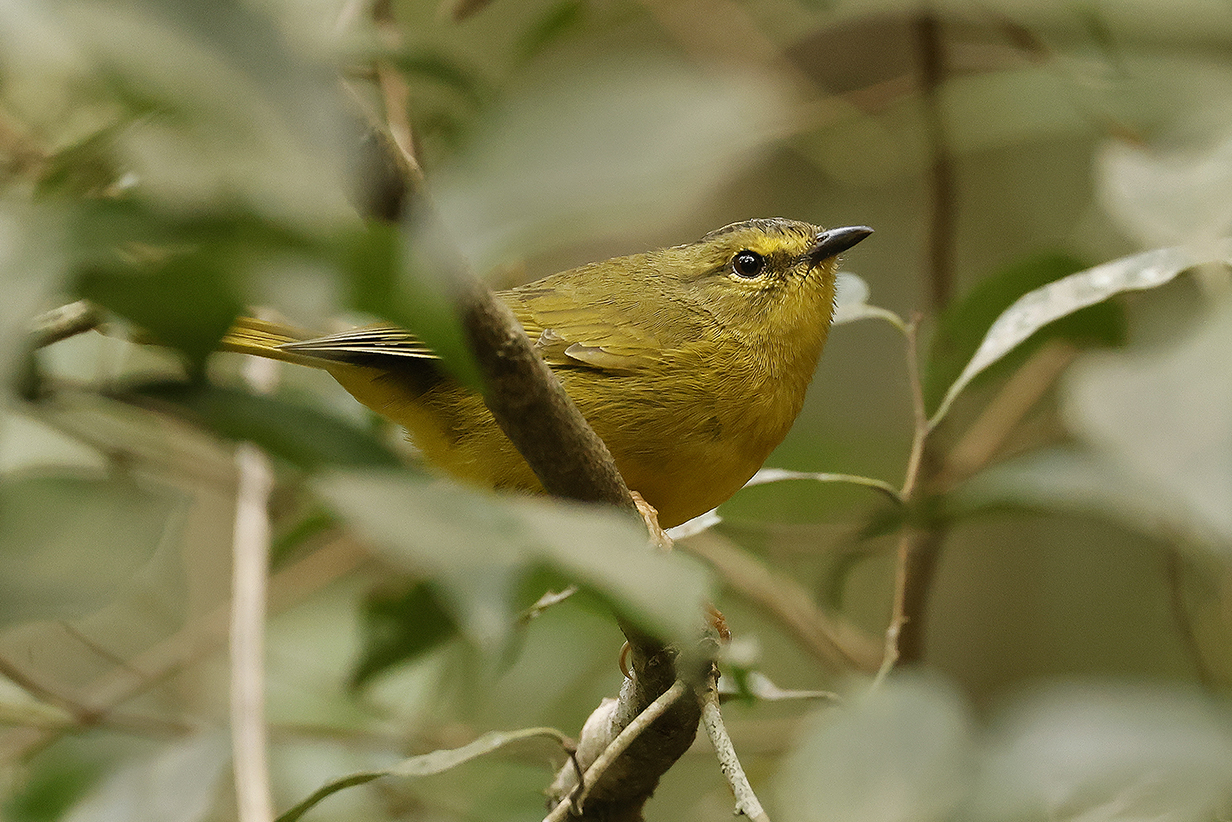 John Kormendy Birding Trip to Bolivia September 2 23 2022