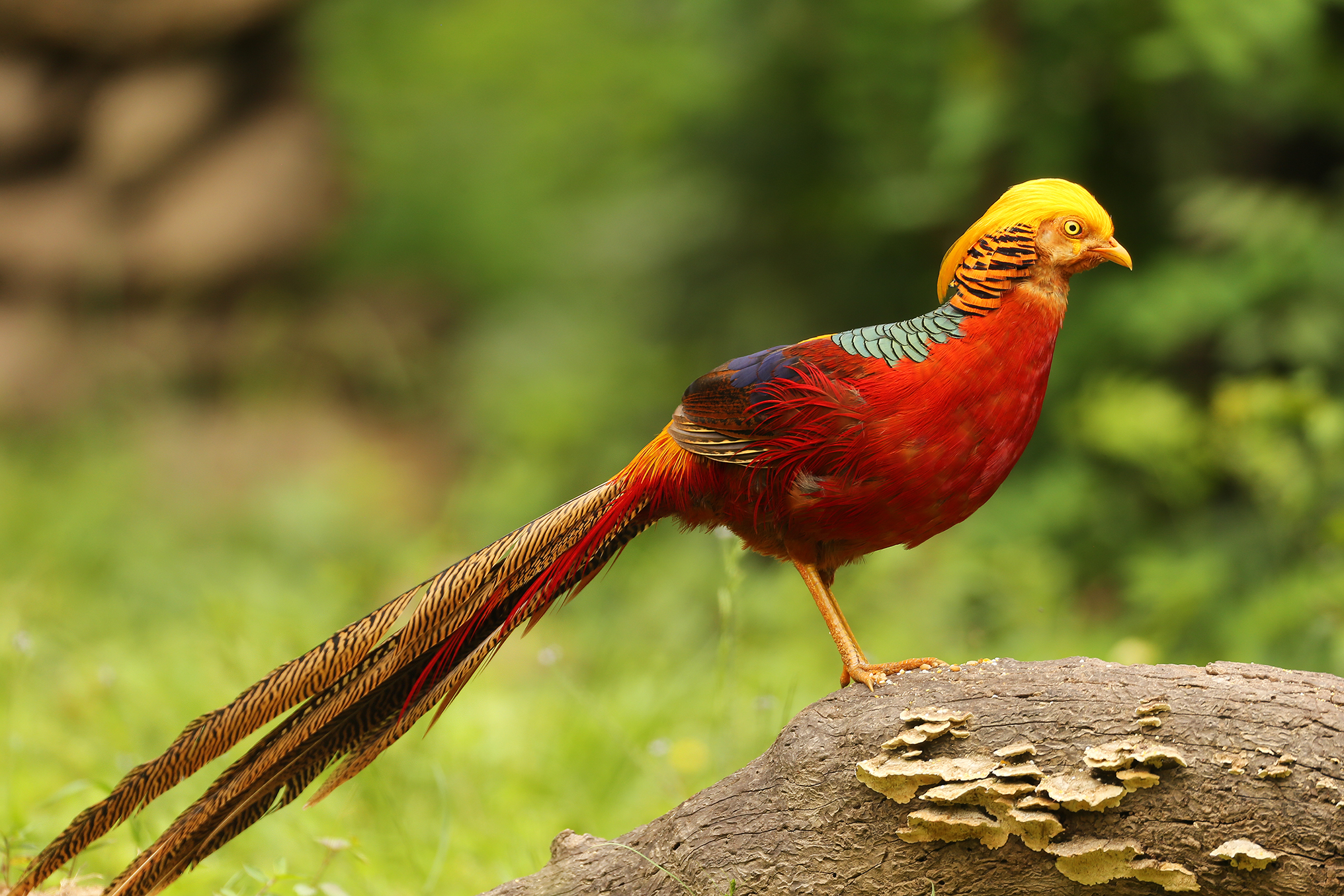 chinese monal golden pheasant