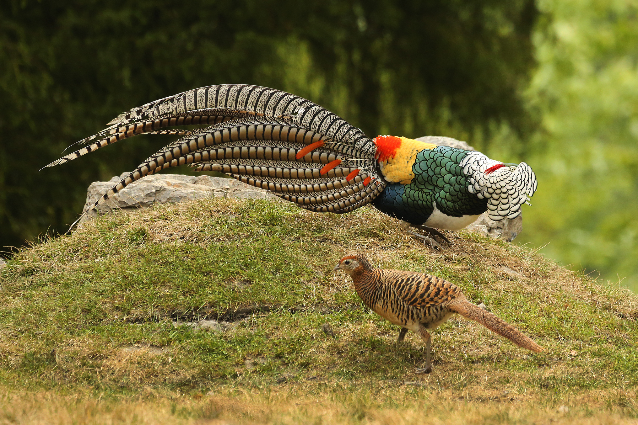 chinese monal pheasant