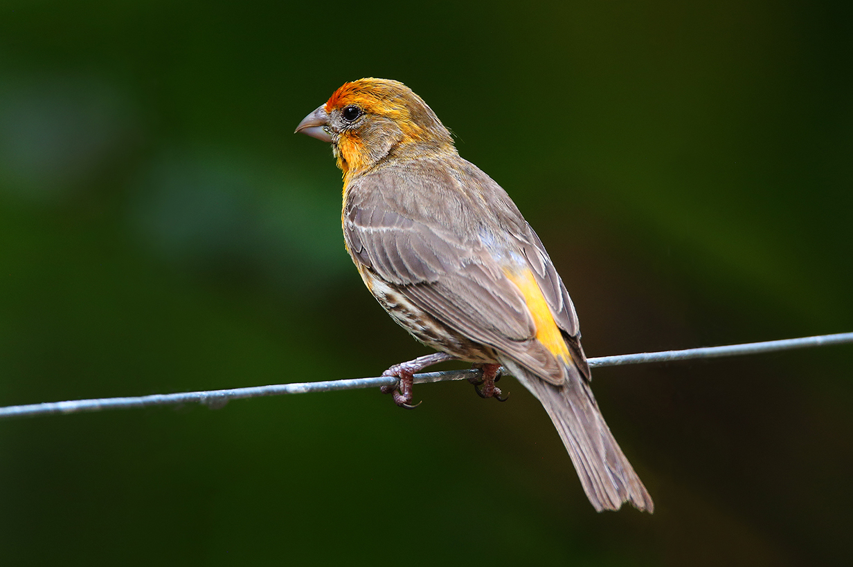 finch streaming