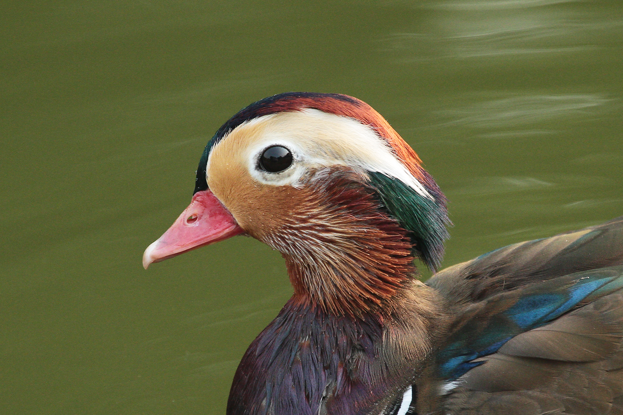 john-kormendy-china-birds