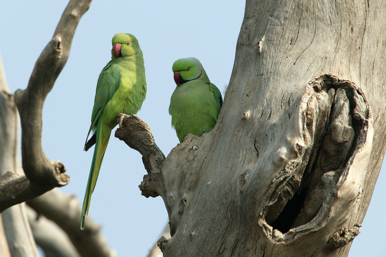 John Kormendy: India Birds - 1 - North-West (Delhi, Uttar Pradesh ...